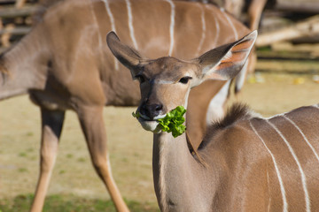 Greater kudu female