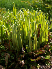 Hirschzungenfarn - Asplenium scolopendrium