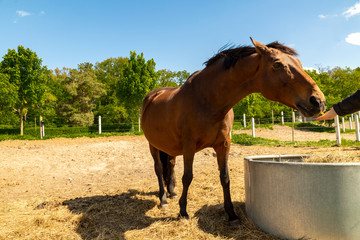 ein braunes schwangeres Pferd wird gefüttert