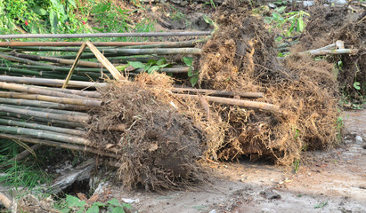 dig bamboo tree lay down cut root for use wooden