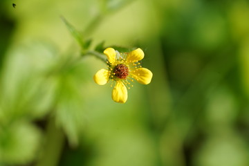 real wild micro flowers and small insects