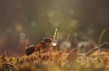 Ant is drinking a drop of dew. Insect feeds on dew