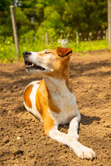 pure foxterrier breed napping in garden