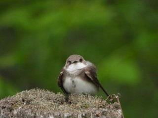 bank swallow looking up