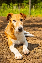 pure foxterrier breed napping in garden
