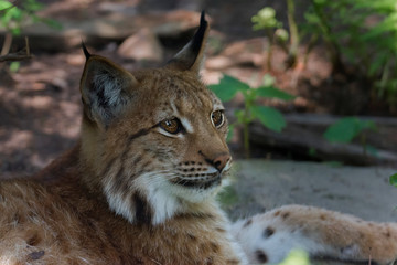 eurasian lynx lynx