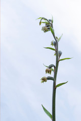 Wild orchid. Small-leaved helleborine aka Epipactis microphylla.
