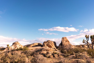 Fototapeta na wymiar Rocks and yuccas landscape at Joshua Tree National park.