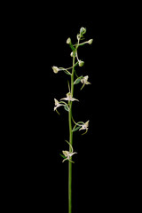 Greater Butterfly Orchid, Platanthera chlorantha, photographed onsite against black. Lunigiana, Italy.
