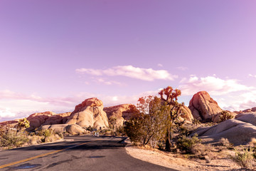 Empty road trough Joshua Tree National park at sunset time.
