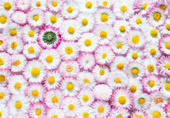 Pink White Daisies Floral Background. Garden Flowers