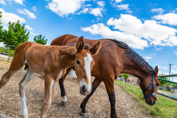 ein niedliches Fohlen und eine Stute auf einer Weide