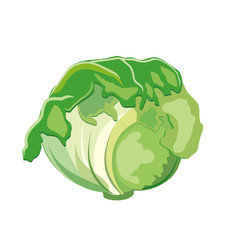 Head of white cabbage. Green vegetable from the garden. Vector illustration. - 271651204