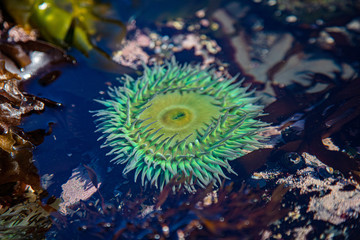 Naklejka na ściany i meble anemone at low tide