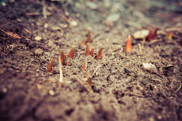 small seedlings growing from the ground