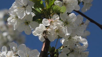 Obraz premium spring, blossoming apple tree, working bee, white flowers