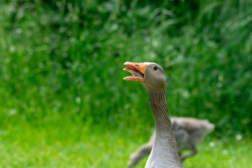 Flock of greylag geese (anser anser) and young goslings