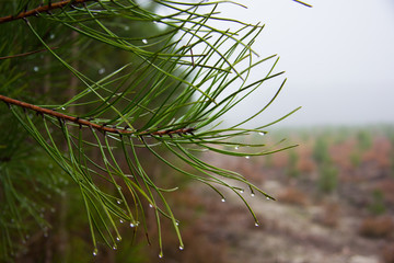 vue macro d'aiguille de pin