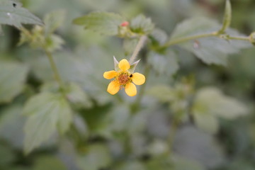 real wild micro flowers and insects