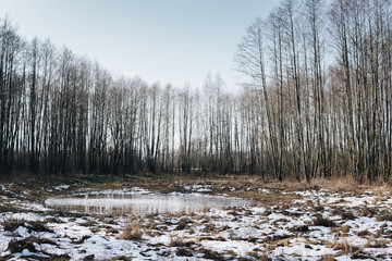 small lake in the forest