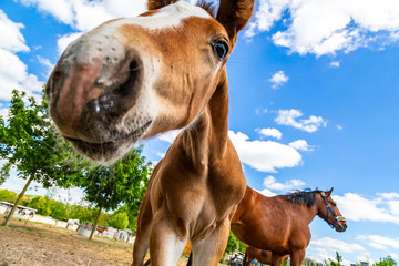 ein niedliches Fohlen und eine Stute auf einer Weide