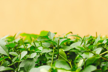 Fresh green branches with small pointy leaves in front of a bright orange background with copy space – Beautiful spring greenery with fine details on a sunny day