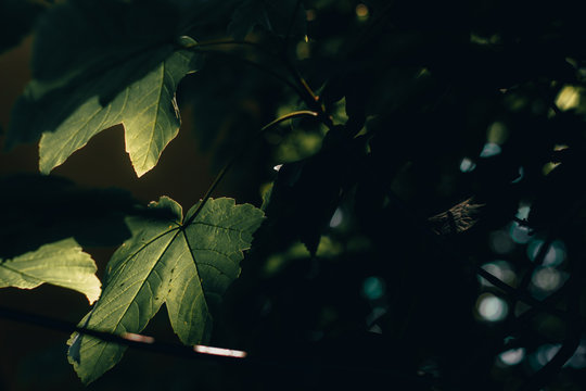 Dark Nature Background Of Fresh Oak Leaves With Veins And Bumps In Detail – Lush Spring Vegetation In Dim Light – Beautiful Wild Forest Flora In Low Sunlight