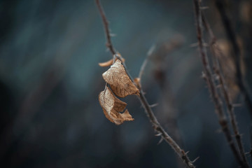 Dried rosehip leaf, spike, briar, eglantine, dog rose, rosehip, wild rose on dark blue background. Dry leaf on a branch with thorns in winter. A fading depressive landscape. Close-up macro.