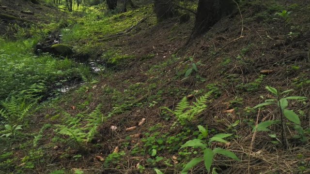 Pan on camera crane over forest floor to a creek. Native forest with original sound in real time. Brilon in the Sauerland.