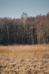 Fototapeta premium phragmites in front of trees