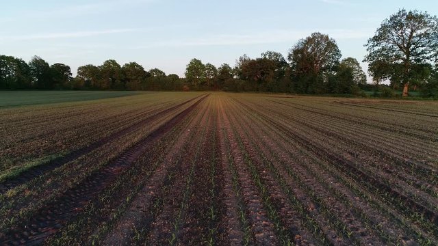 Frische Aussaat auf einem Feld f&uuml;r Maisernte