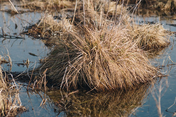 landscape with swamps