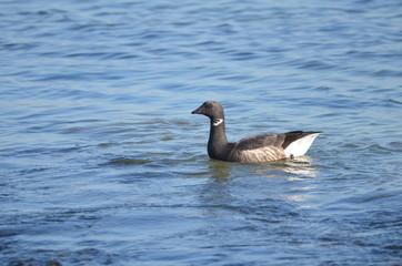 Fototapeta premium Bernache cravant (Branta bernicla)