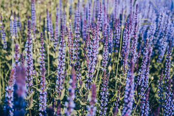 Lavender flowers at sunset light