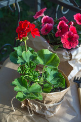 Red pelargonium flower and pink petunia flowers on the balcony in the evening rays of the sun. Flower pots wrapped in kraft paper. Gardening Tools. Landscape balcony. Preparing to transplant flowers.