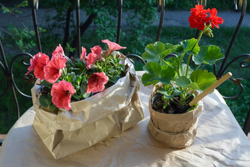 Red pelargonium flower and pink petunia flowers on the balcony in the evening rays of the sun. Flower pots wrapped in kraft paper. Gardening Tools. Landscape balcony. Preparing to transplant flowers.