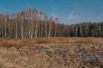 landscape with swamps