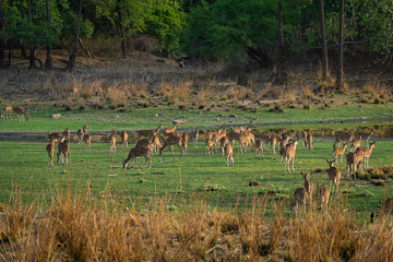 Naklejka na ściany i meble Alert Spotted deer herd after an alarm call by a sambar deer in rajbaug lake at Ranthambore National Park, India