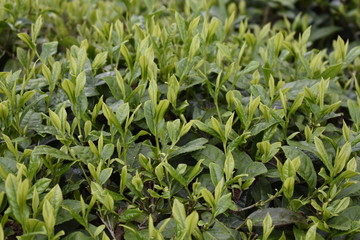 young plants in the garden