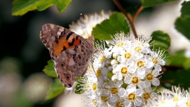 Butterfly on white inflorescences in the spring. Crataegus monogyna in spring. Pestrokrylnitsa volatile or Pestrokrylnitsa Levan, Araschnia levana on a flower collecting nectar.