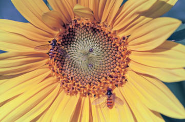 sunflower with wasps on a blue background
