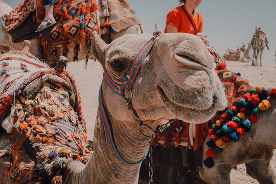 Two camels with ornamental saddles standing near camera while traveling with caravan in desert near Cairo, Egypt