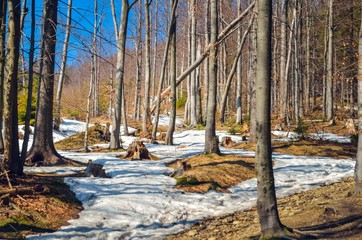 Forest spring landscape. Trees without leaves on a mountain trail.