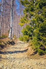 Spring forest mountain landscape. Path in the forest in the Polish mountains.