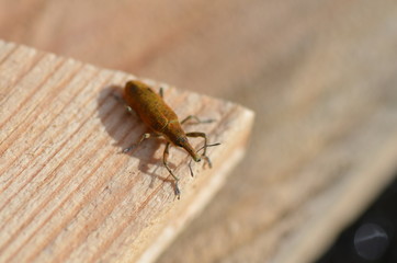 Apion rouge (Apion cruentatum)