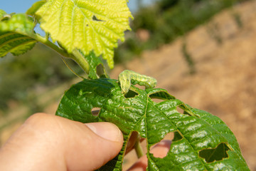 Hazelnut leaf damaged by a pest closeup in a man's hand. Industrial nut cultivation and beetle protection