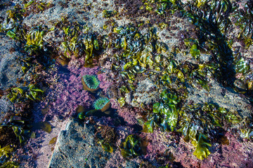 tidepool at low tide moss beach