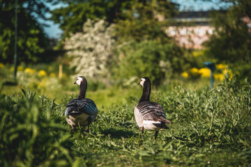 Geese walking in a green path in summer