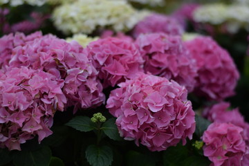 Pink Hydrangea