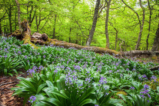 Blue wild flowers hyacinths growing in spring hardwood forest in Puerto de Ventana in Spain